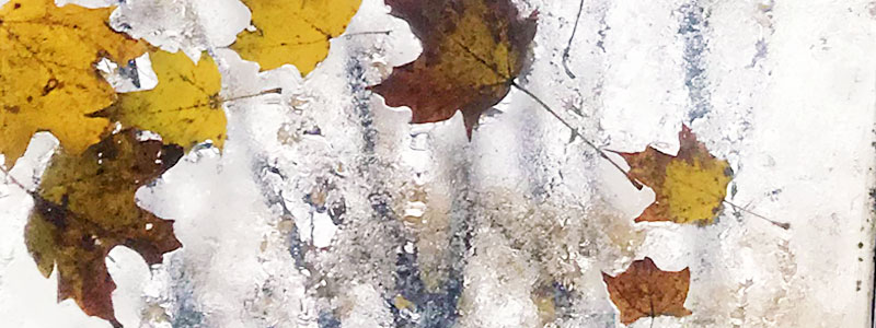 Fall Leaves on Window in Wisconsin