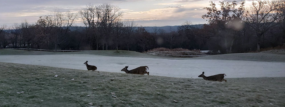 Deer running in winter in Lake Geneva Wisconsin