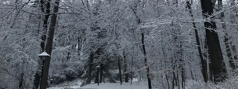Snowy woods in Lake Geneva, Wisconsin